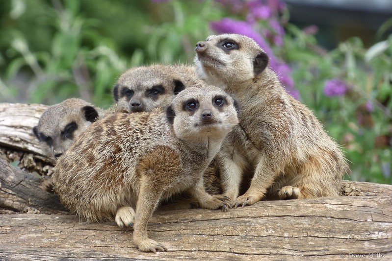 Four meerkats, one looking at the camera, at Marwell Zoo, Hampshire