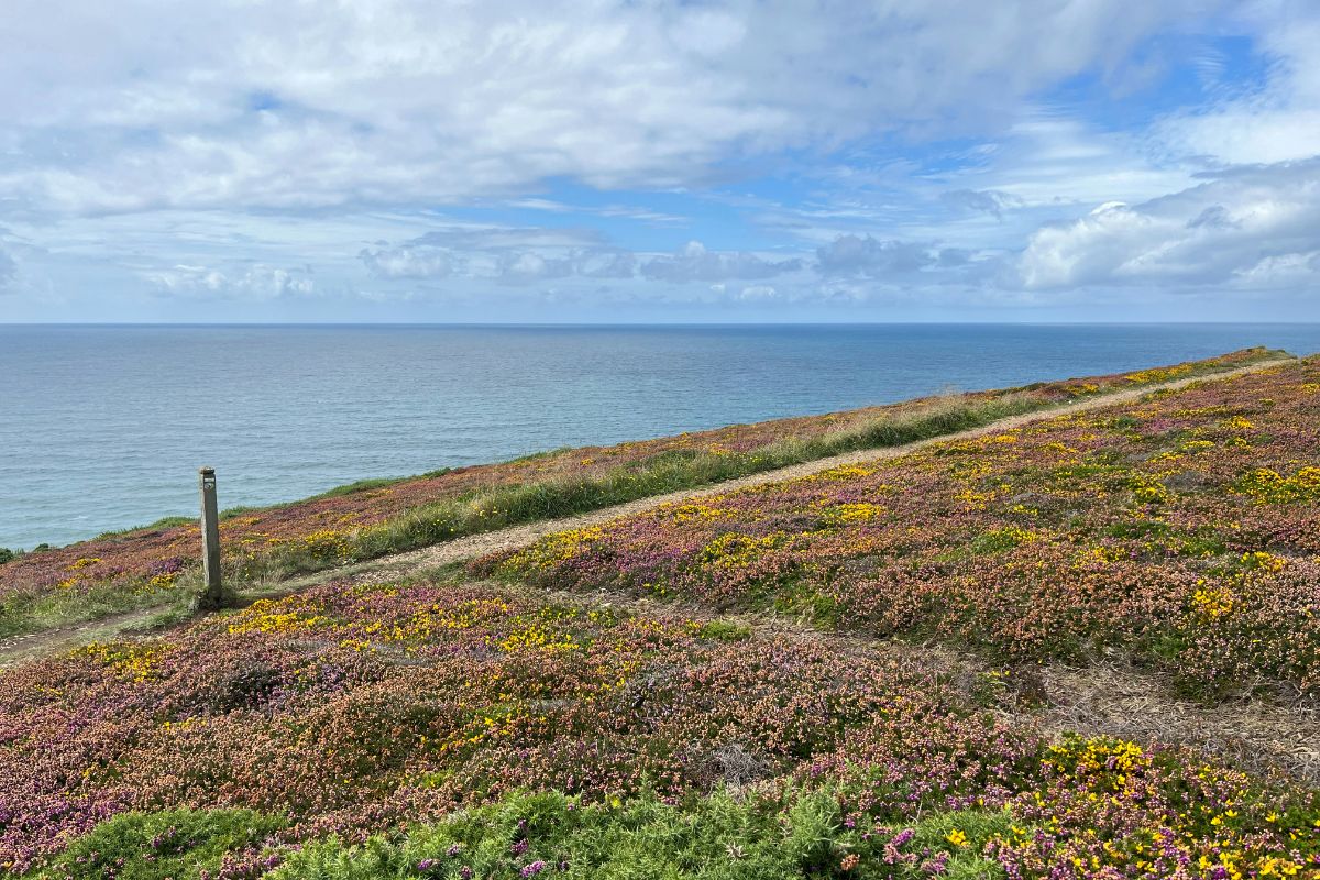 Colourful heather with a path running through it along the coast in Cornwall