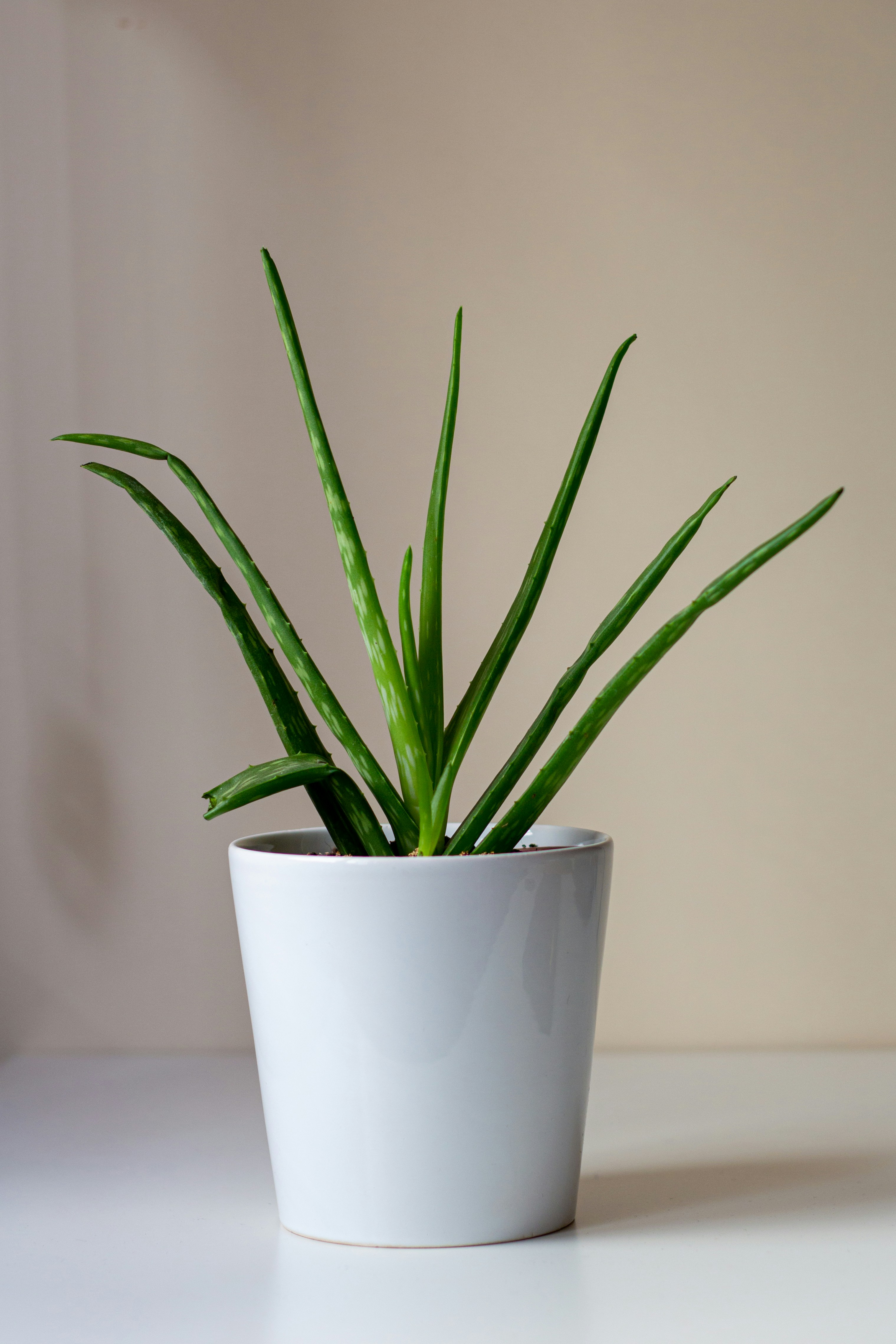 An aloe vera plant with tall thin spiky leaves in a plain pot