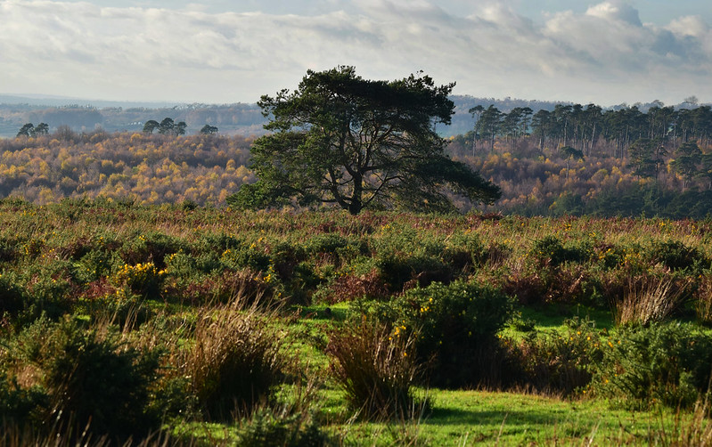 A tree in the middle of heathland in Ashdown Forest