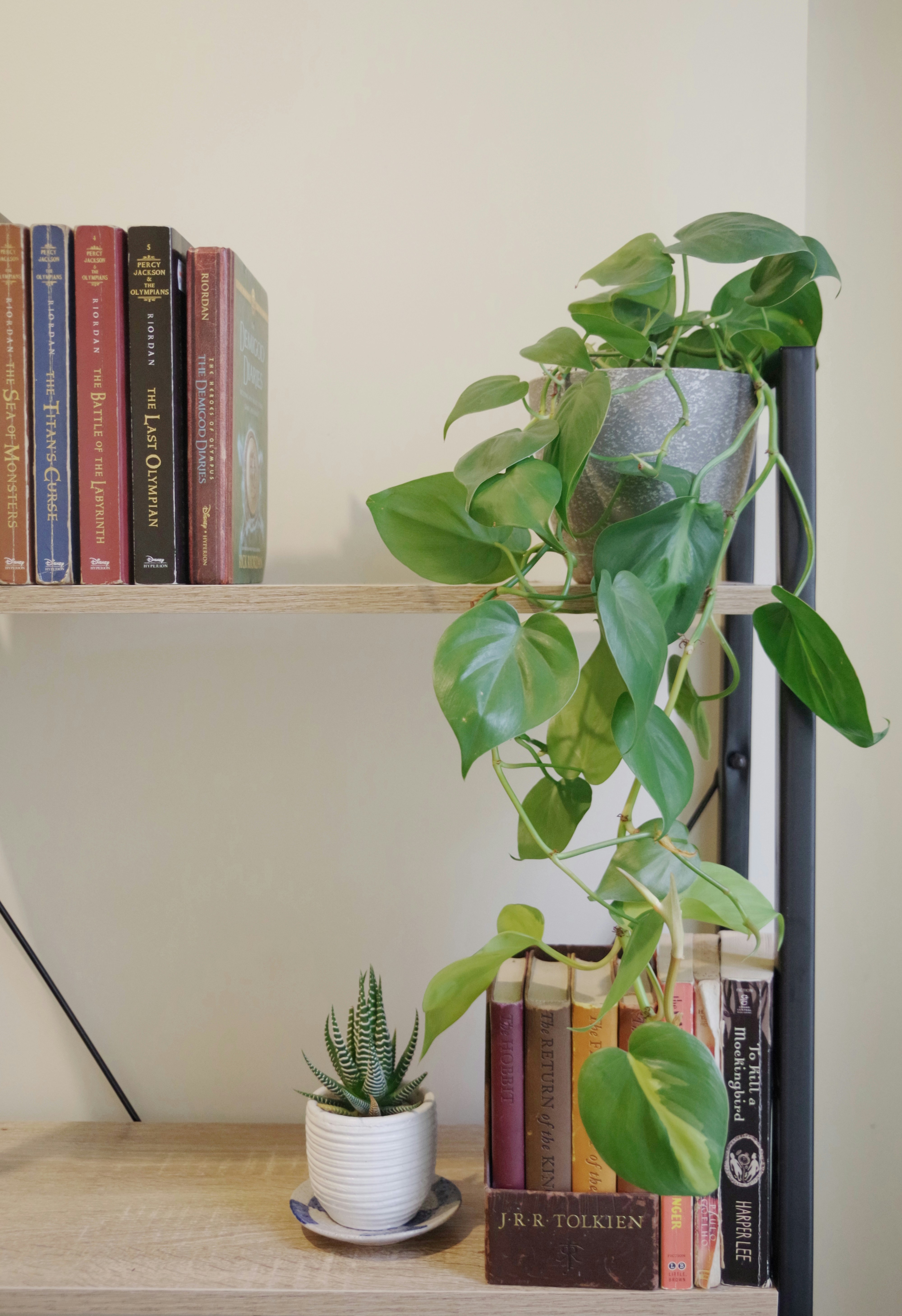 A plant with large leaves trailing down from a shelf