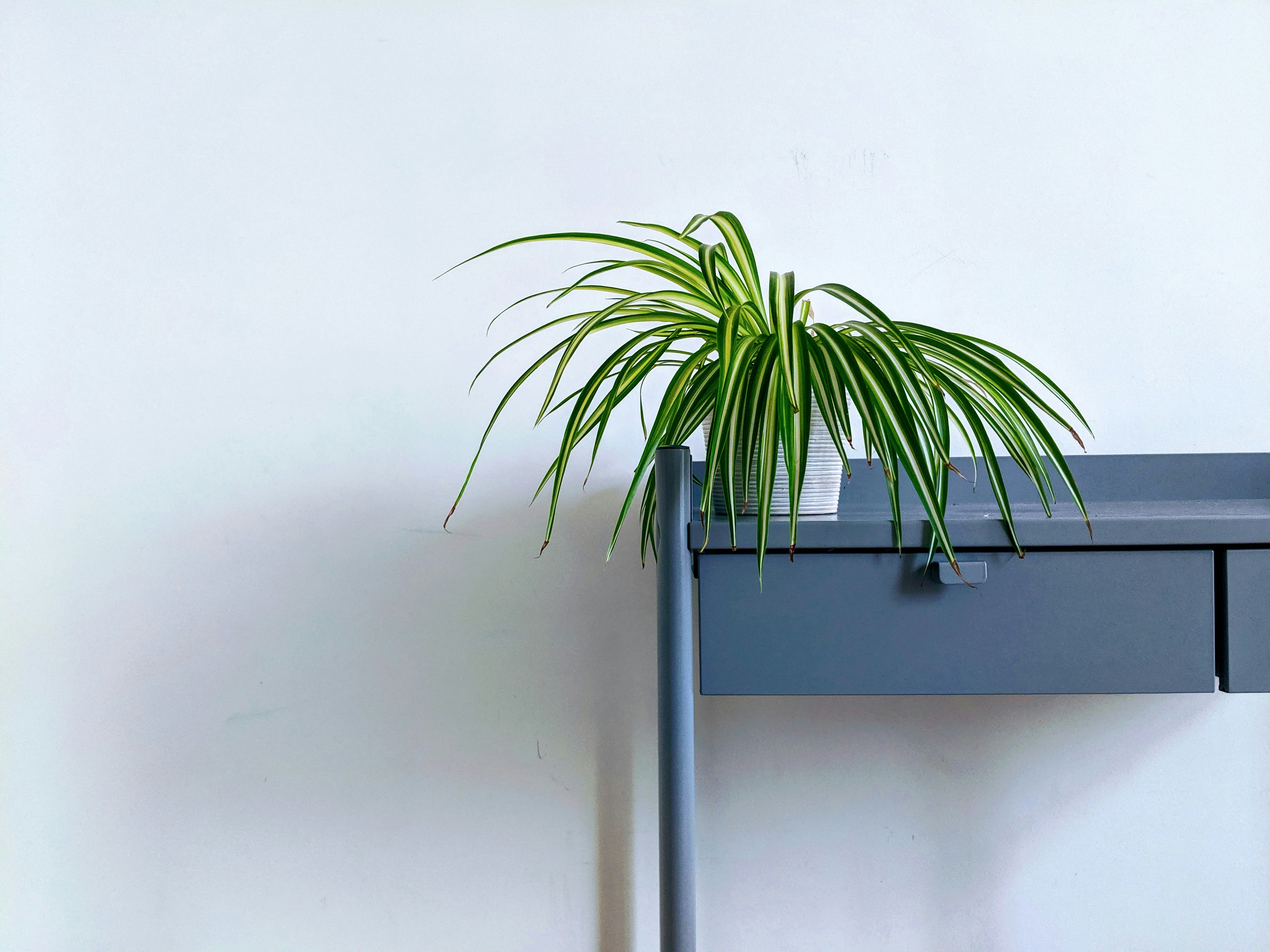A spider plant with long