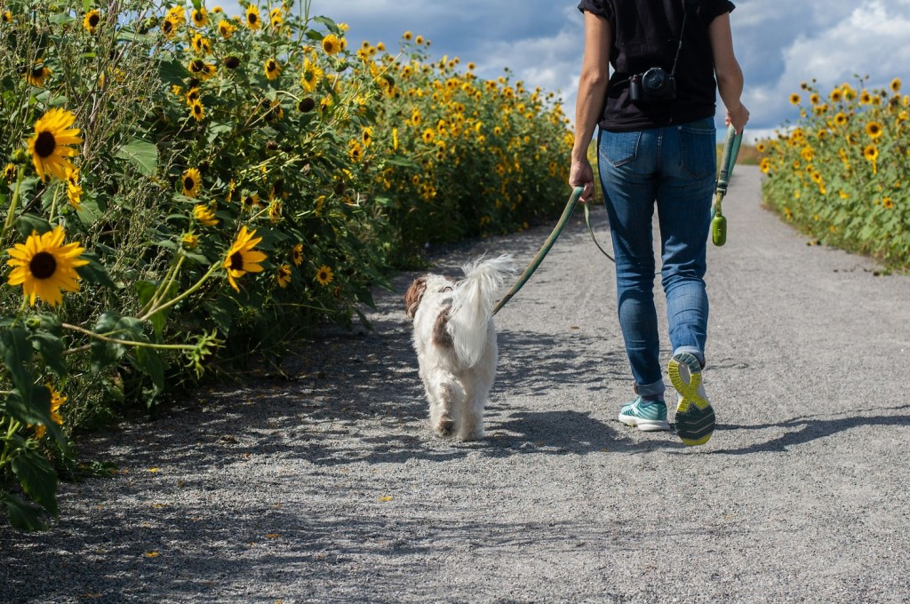 A woman and a dog walk through a path with sunflowers along the verges.