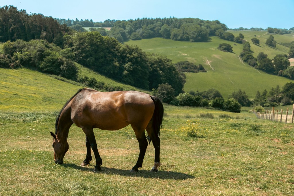 A pony in the rolling countryside of the Quantock Hills.