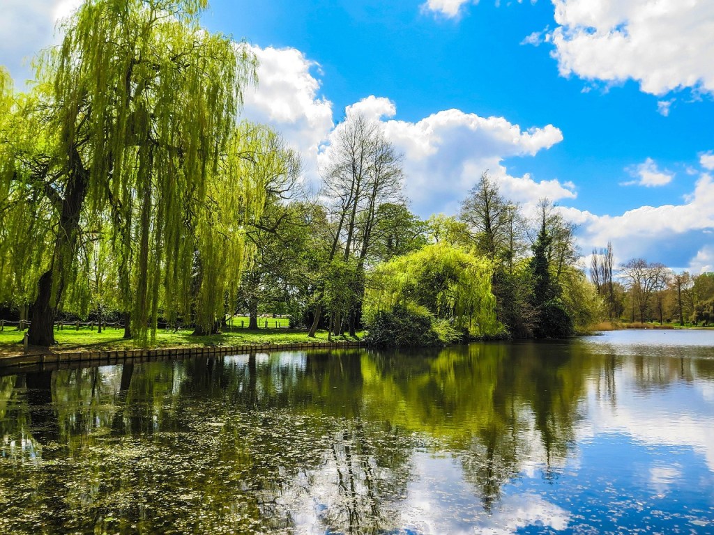 Trees along the banks of the River Thames at Runnymede.