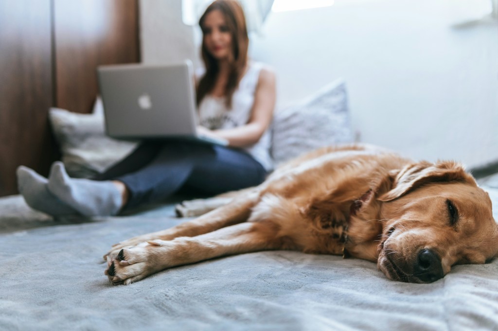 A woman working on her laptop in bed with a dog lying next to her.
