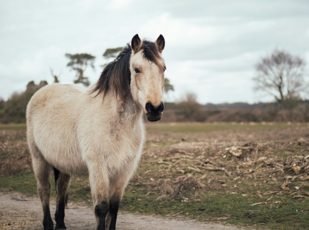 A grey pony in the New Forest.