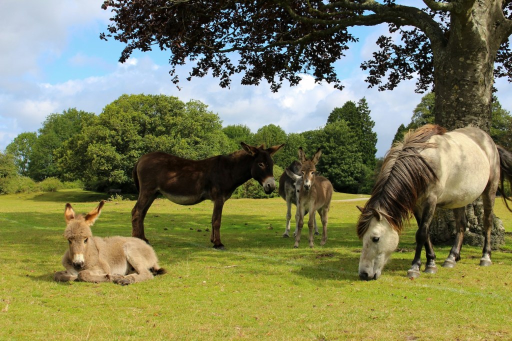 A group of ponies in the New Forest