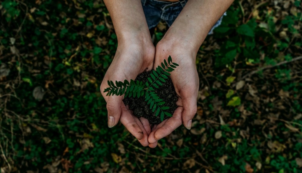 Hands holding a plant.