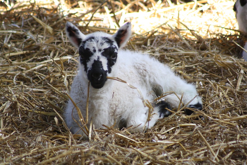 A lamb lying in straw.