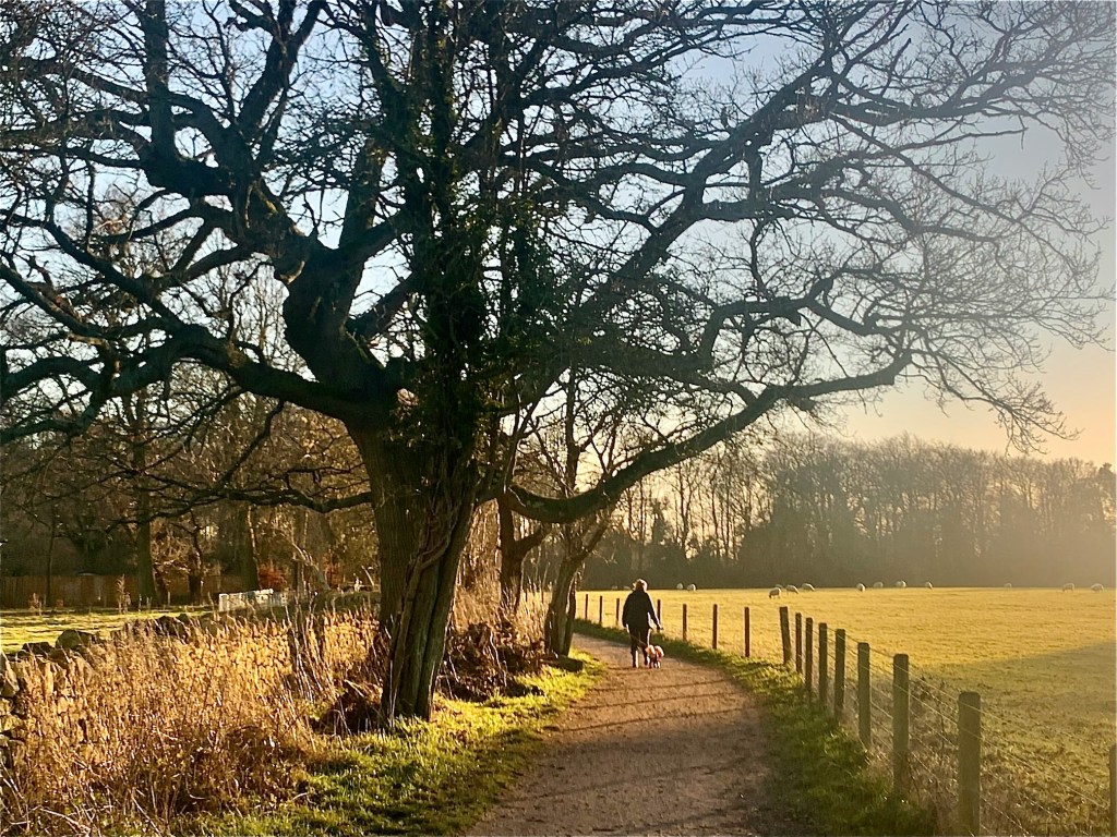 A man walks his dog along a path in the countryside in golden sunlight.